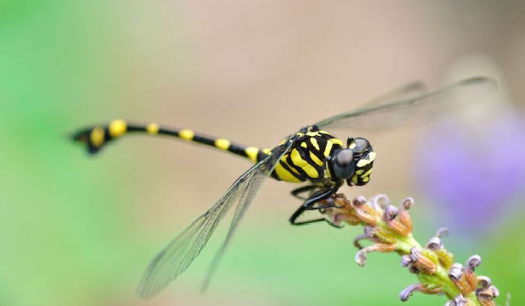dragonfly-color-meanings-and-their-spiritual-messages