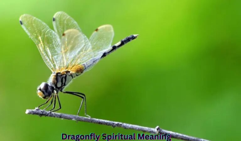 dragonfly-spiritual-meaning