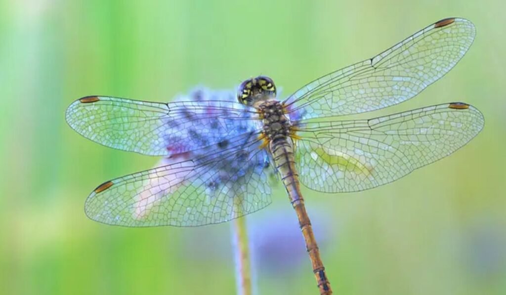 what-does-a-dragonfly-symbolize-spiritually